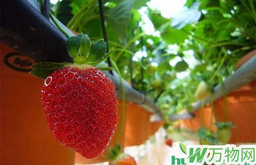 草莓立体种植技术