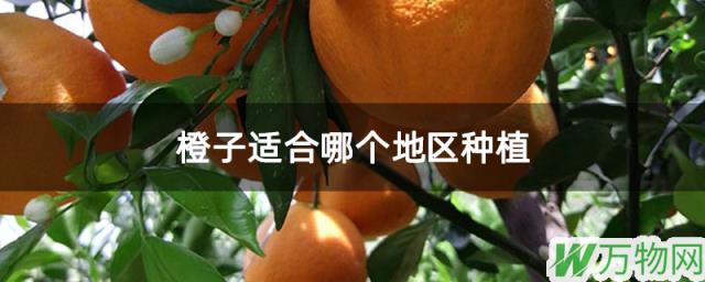 橙子适合哪个地区种植