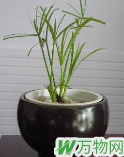 水培水竹