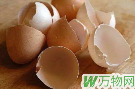 鸡蛋壳别扔，用鸡蛋壳养绿萝的方法和注意事项