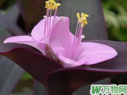 紫竹梅的生长习性和繁殖培育