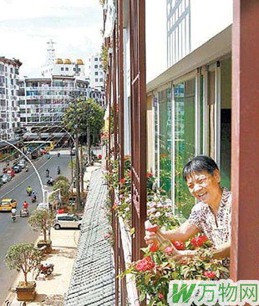 文清路沿街“绿色家园”花卉托养 市民争相领养