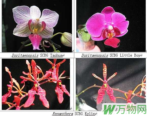 华南植物园三个兰花新品种国际登录成功