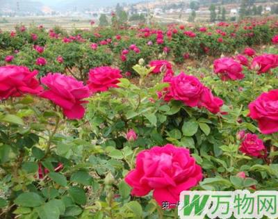 玫瑰养殖栽培技术与病虫害防治