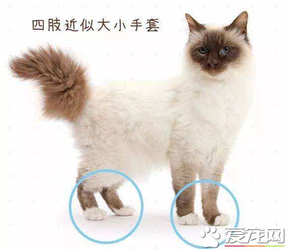 白手套布偶猫多少钱 常见的布偶猫有哪些颜色