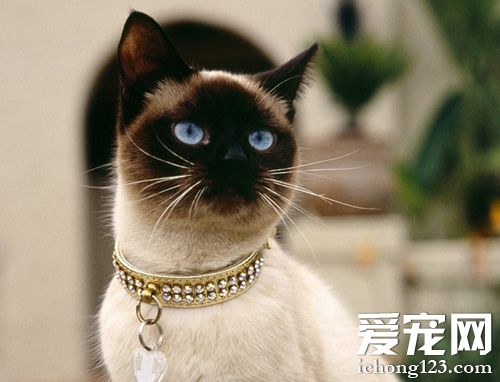 暹罗猫大概多少钱 世界著名的短毛猫