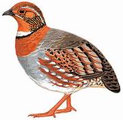 红胸山鹧鸪 Red-breasted Hill Partridge
