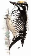 三趾啄木鸟 Three-toed Woodpecker