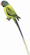 灰头鹦鹉 Grey-headed Parakeet