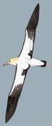 短尾信天翁 Short-tailed Albatross