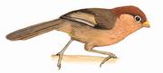 白眶鸦雀 Spectacled Parrotbill