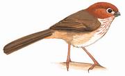 褐翅鸦雀 Brown-winged Parrotbill