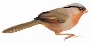 灰冠鸦雀 Rusty-throated Parrotbill
