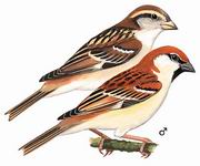 山麻雀 Russet Sparrow