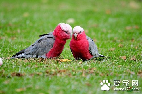 粉红胸凤头鹦鹉养殖 粉红胸凤头鹦鹉饲养管理