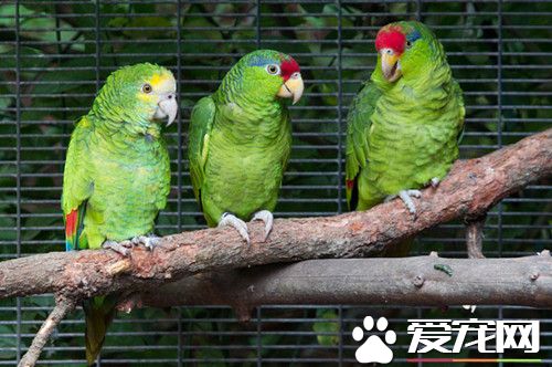 绿颊亚马逊鹦鹉的饲养 很快习惯和适应新主人