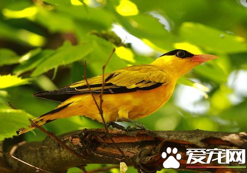 黄鹂鸟是怎么叫的 黄鹂鸟是大自然的歌唱家