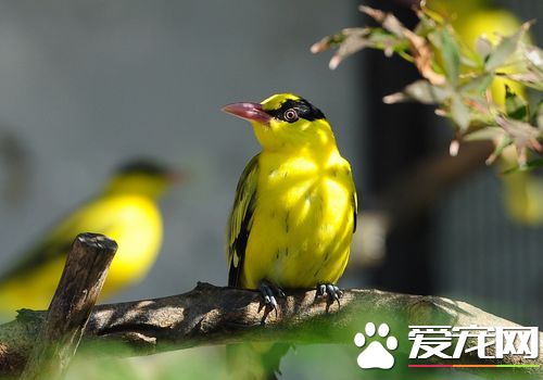 黄鹂鸟的样子 黄鹂鸟的外形羽色艳丽