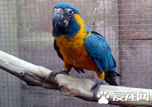 蓝喉金刚鹦鹉是北京市保护动物吗 是国家二级保护动物