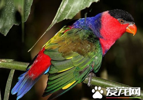 黑顶吸蜜鹦鹉如何分辨公母 公的鹦鹉体色比较红