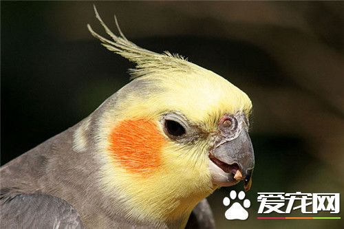 鸡尾鹦鹉饲养 鸡尾鹦鹉特别喜欢啃咬木质品