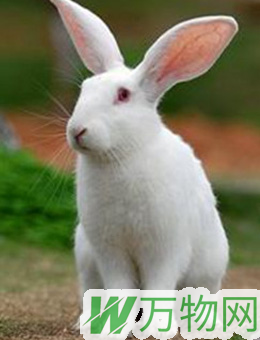 中国白兔