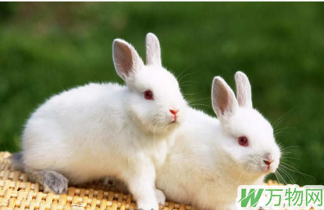 怎么养好兔子 注意兔子的卫生和饮食情况