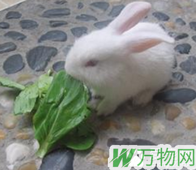 兔子吃什么拉肚子 误食有毒的饲料