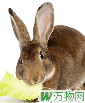 兔子都能吃什么 年龄或状况喂食量