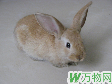 维兰特兔怎么养 成兔的主要粮食是干草