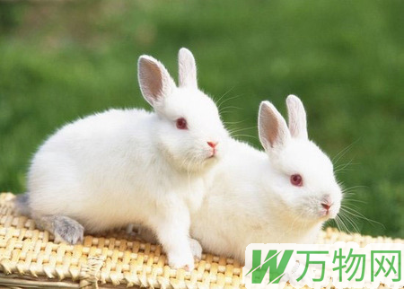 大耳白兔怎么养 大耳白兔都是草食性动物