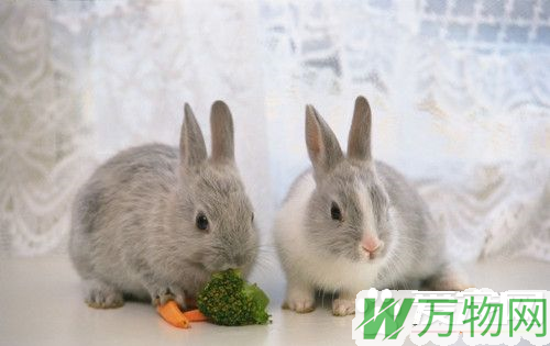 兔子如何喂养 喂养兔子需要注意的事项