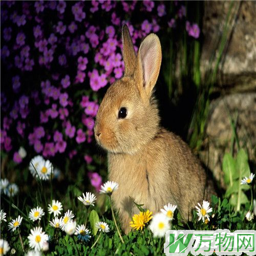 兔子跺脚是什么意思 感到有危险表示害怕