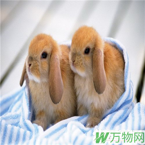 兔子生活习性 家兔是由野兔经长期驯化而来的