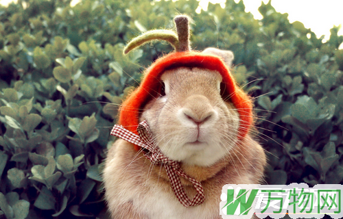 兔子能吃桔子皮吗 兔子是草食性的动物