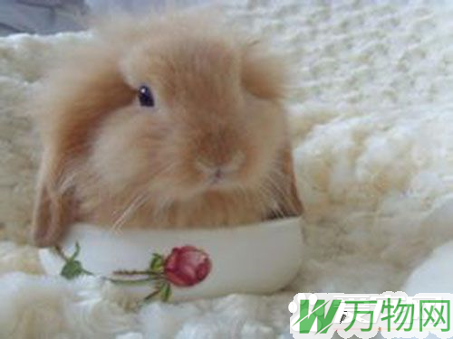 垂耳兔不吃东西 兔子在哪些情况下会停止进食
