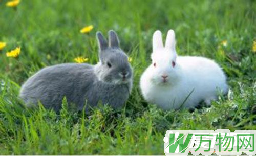 兔子是胎生吗 宠物兔子是胎生类动物