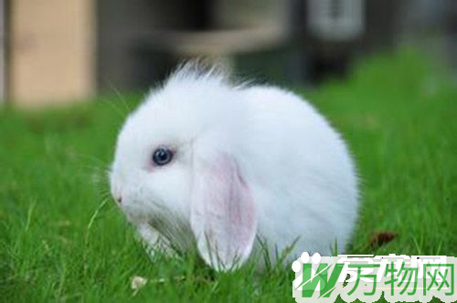 如何分辨垂耳兔 迷你垂耳兔的体型更小