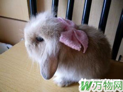 垂耳兔为什么会垂耳 多大年龄耳朵才会垂下来