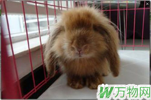 长耳朵兔子叫什么 长耳兔又被称为垂耳兔