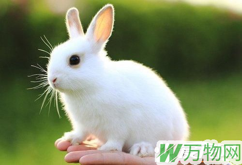 兔子饲料多少钱一斤 兔子饲料是两三块钱一斤