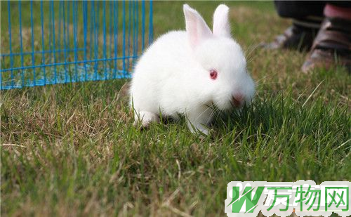 兔子可以吃什么蔬菜 兔子能吃的蔬菜