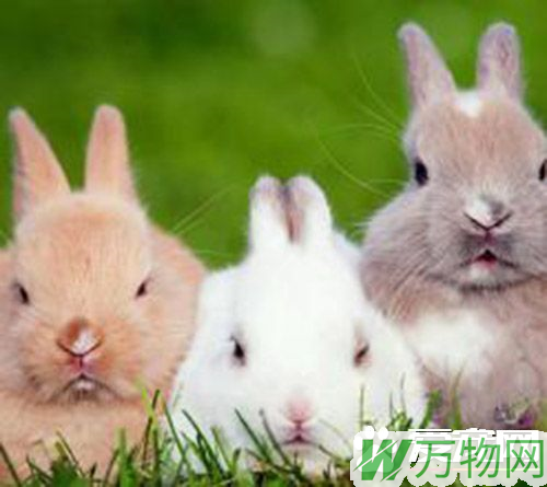 兔子的尾巴有什么用 在紧急情况下帮助兔子逃命