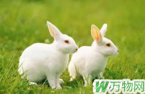 兔子突然不吃东西 兔子不吃东西的三种情况