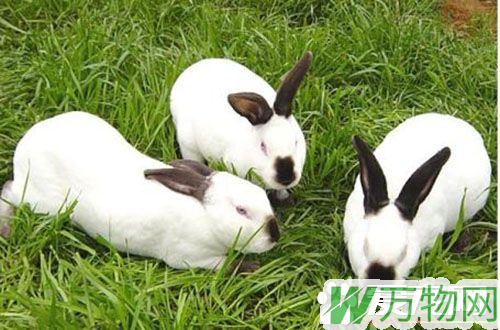 兔子的生活习惯 养兔子需要注意的生活事项
