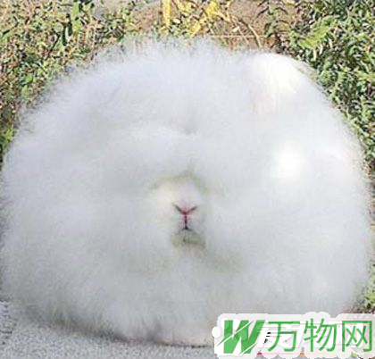 英国安哥拉兔能活多久 安哥拉兔能活10年左右