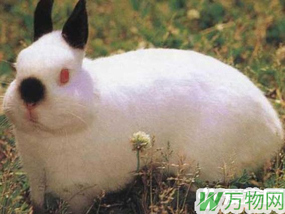 雷克斯兔怎样 雷克斯兔享有兔中之王的美誉