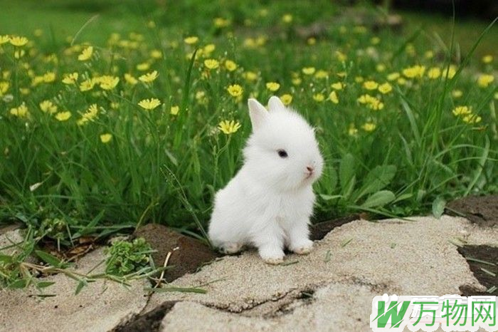 波兰兔怎么样 波兰兔胆小怕惊而善跑