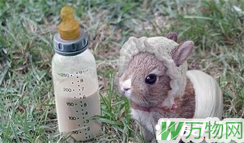 兔子会得狂犬病吗 兔子一般不会传播狂犬病毒
