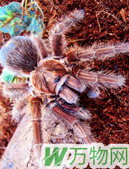 海地咖啡食鸟蜘蛛